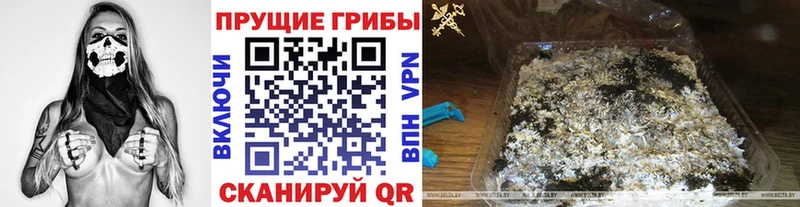 как найти   Богородицк  Псилоцибиновые грибы GOLDEN TEACHER 